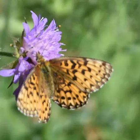 Otel Gasthaus Heiligkreuz *