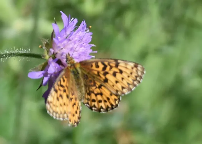 Hotel Gasthaus Heiligkreuz *
